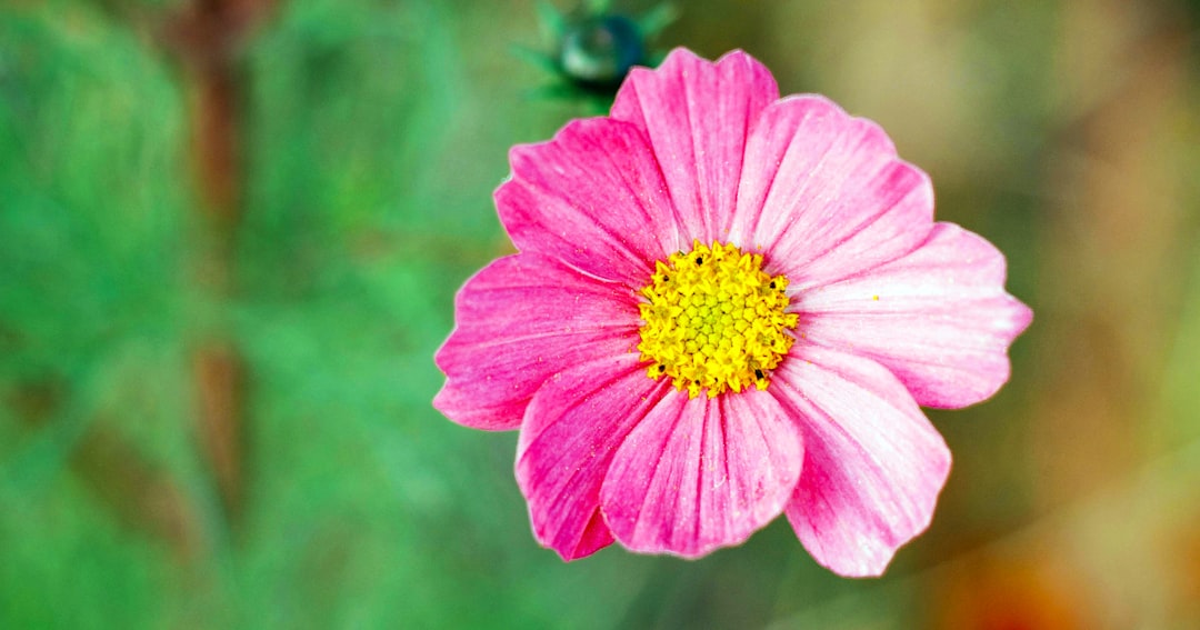 A pink flower with a yellow center in a field