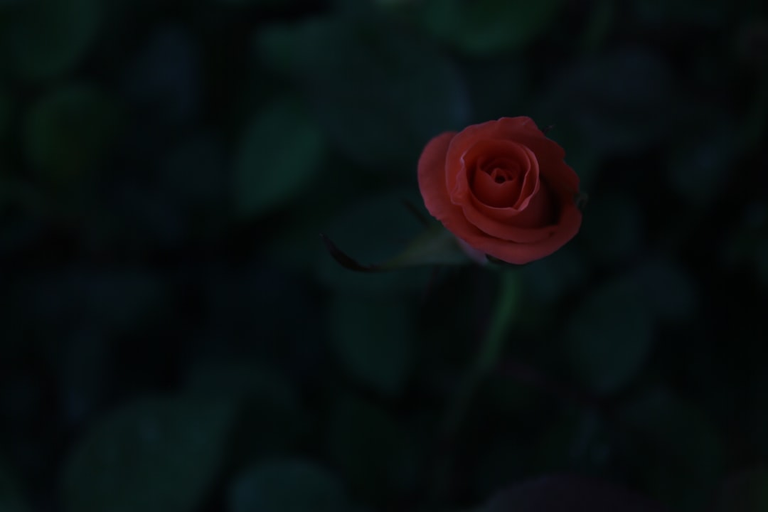 a single red rose with green leaves in the background