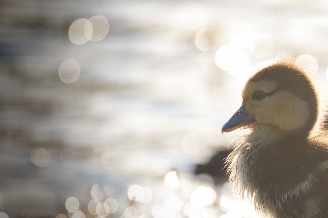 a duck is standing in front of a body of water