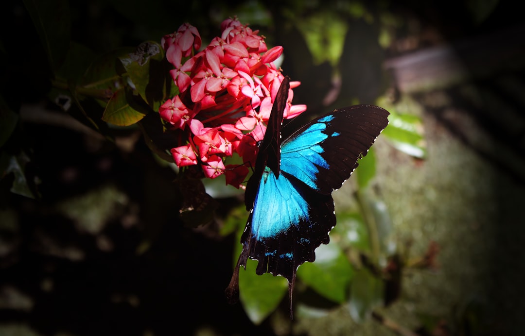 A blue butterfly rests on a red flower.